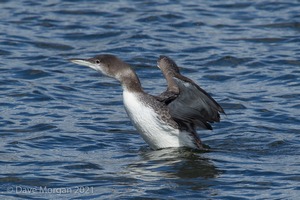 Farmoor Reservoir, 25th March 2016