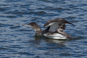 Farmoor Reservoir, 25th March 2016