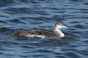 Farmoor Reservoir, 25th March 2016