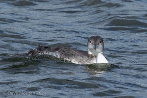 Farmoor Reservoir, 25th March 2016