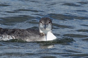 Farmoor Reservoir, 25th March 2016