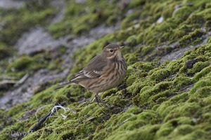 Buff-bellied Pipit. Farmoor Reservoir. 9th October 2007