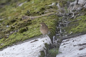 Buff-bellied Pipit. Farmoor Reservoir. 9th October 2007
