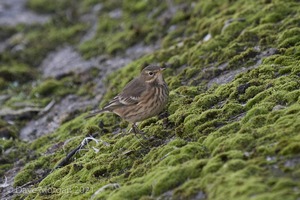 Buff-bellied Pipit. Farmoor Reservoir. 9th October 2007