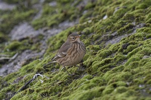 Buff-bellied Pipit. Farmoor Reservoir. 9th October 2007