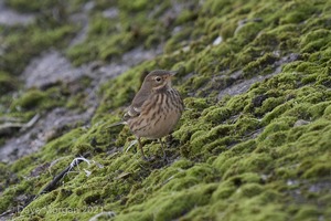 Buff-bellied Pipit. Farmoor Reservoir. 9th October 2007