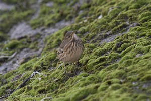 Buff-bellied Pipit. Farmoor Reservoir. 9th October 2007