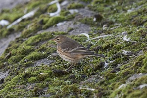 Buff-bellied Pipit. Farmoor Reservoir. 9th October 2007