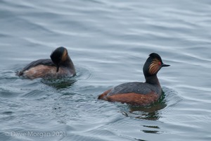 Black-necked Grebes. Farmoor Reservoir. 28th April 2012