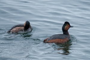 Black-necked Grebes. Farmoor Reservoir. 28th April 2012