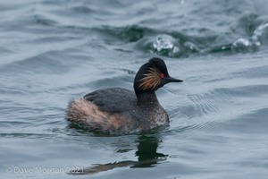 Black-necked Grebes. Farmoor Reservoir. 28th April 2012
