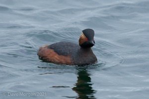 Black-necked Grebes. Farmoor Reservoir. 28th April 2012