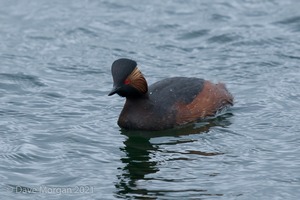Black-necked Grebes. Farmoor Reservoir. 28th April 2012