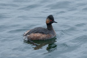 Black-necked Grebes. Farmoor Reservoir. 28th April 2012