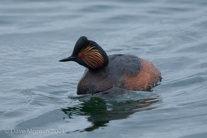 Black-necked Grebes. Farmoor Reservoir. 28th April 2012