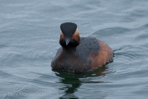Black-necked Grebes. Farmoor Reservoir. 28th April 2012