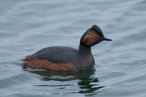 Black-necked Grebes. Farmoor Reservoir. 28th April 2012