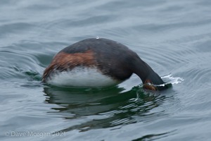 Black-necked Grebes. Farmoor Reservoir. 28th April 2012