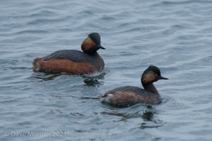 Black-necked Grebes. Farmoor Reservoir. 28th April 2012