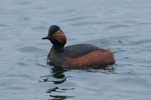 Black-necked Grebes. Farmoor Reservoir. 28th April 2012