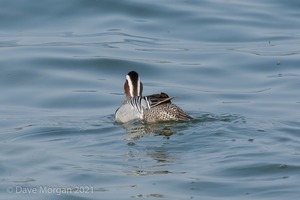 Drake Garganey. Farmoor Reservoir. 28th March 2011