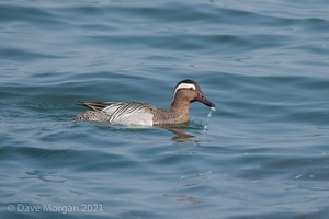 Drake Garganey. Farmoor Reservoir. 28th March 2011