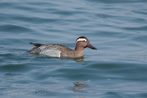 Drake Garganey. Farmoor Reservoir. 28th March 2011