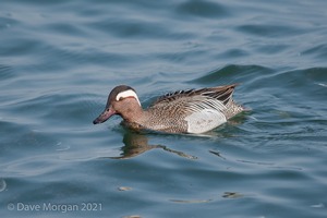 Drake Garganey. Farmoor Reservoir. 28th March 2011