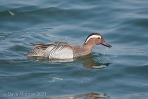 Drake Garganey. Farmoor Reservoir. 28th March 2011