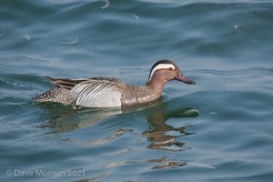 Drake Garganey. Farmoor Reservoir. 28th March 2011