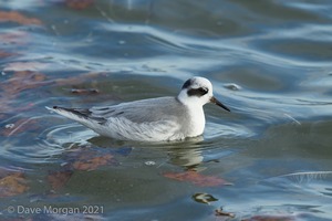 Grey Phalarope, Farmoor Reservoir. 7th December 2015