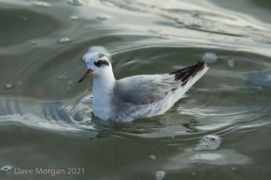 Grey Phalarope, Farmoor Reservoir. 7th December 2015