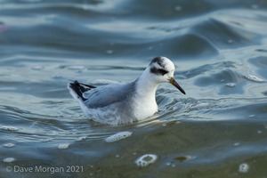 Grey Phalarope, Farmoor Reservoir. 7th December 2015
