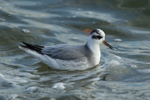 Grey Phalarope, Farmoor Reservoir. 7th December 2015