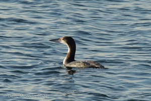 Grey Phalarope, Farmoor Reservoir. 7th December 2015