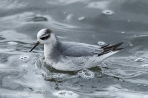 Grey Phalarope, Farmoor Reservoir. 21st January 2012