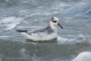 Grey Phalarope, Farmoor Reservoir. 21st January 2012