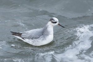 Grey Phalarope, Farmoor Reservoir. 21st January 2012