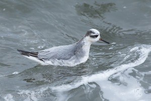 Grey Phalarope, Farmoor Reservoir. 21st January 2012
