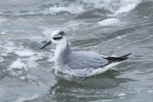 Grey Phalarope, Farmoor Reservoir. 21st January 2012