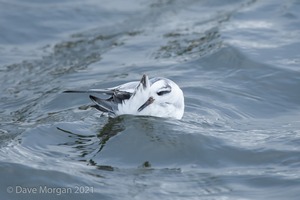 Grey Phalarope, Farmoor Reservoir. 21st January 2012