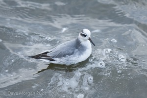 Grey Phalarope, Farmoor Reservoir. 21st January 2012