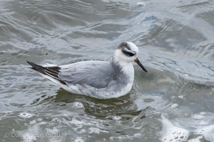 Grey Phalarope, Farmoor Reservoir. 21st January 2012