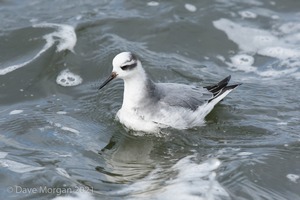 Grey Phalarope, Farmoor Reservoir. 21st January 2012