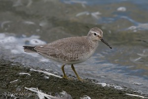 Grey Phalarope. Farmoor Reservoir. 29th September 2007