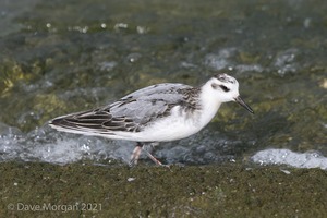 Grey Phalarope. Farmoor Reservoir. 29th September 2007