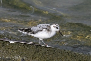 Grey Phalarope. Farmoor Reservoir. 29th September 2007