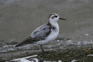Grey Phalarope. Farmoor Reservoir. 29th September 2007