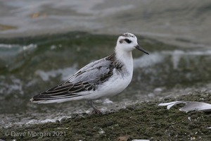 Grey Phalarope. Farmoor Reservoir. 29th September 2007
