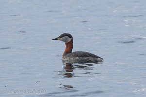 Red-necked Grebe. Farmoor Reservoir. 10th April 2014